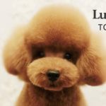 LuLu Dog　豊中店