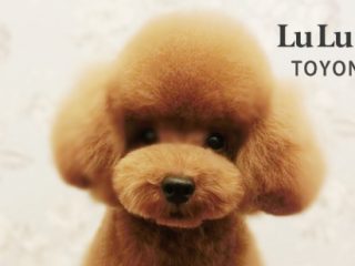 LuLu Dog　豊中店