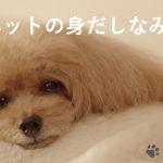 ペットの身だしなみを整えて