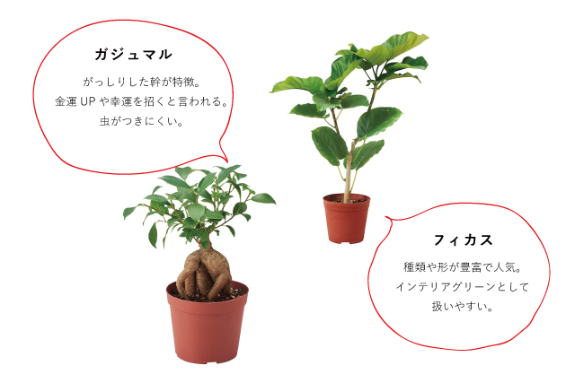 植物図鑑-3