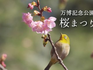 万博記念公園 桜まつり
