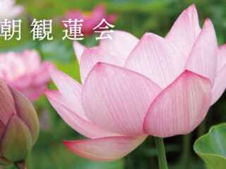 早朝観蓮会